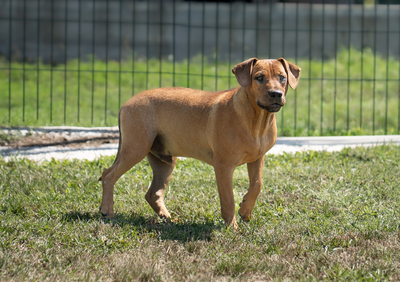 MARIO - unsicher, ängstlich gegenüber Menschen, versteht sich mit anderen Hunden ausgezeichnet, Mischling (Video-Link vorhanden) - Rüde