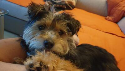MARLIA, Yorkiemix - Hündin