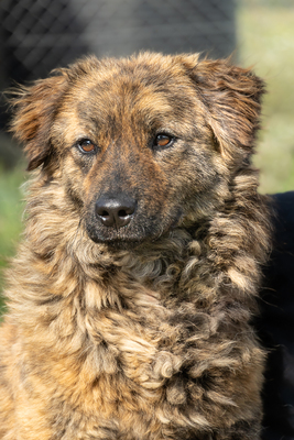MARLON - R E S E R V I E R T !!!!! menschenbezogen, verschmust, anhänglich, gutmütig, verspielt
