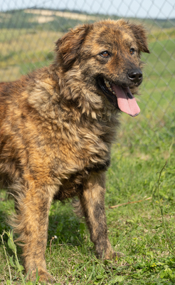 MARLON - R E S E R V I E R T !!!!! menschenbezogen, verschmust, anhänglich, gutmütig, verspielt, Mischling (Video auf HP) - Rüde