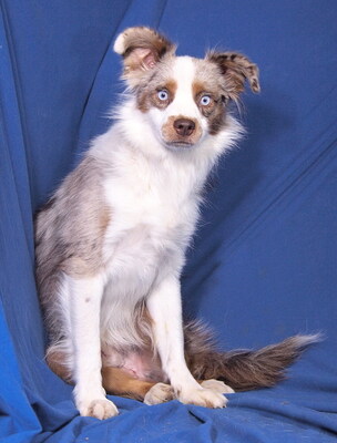 MARLON - liebenswert und freundlich, anhänglich, sehr bewegungsfreudig, intelligent, katzenverträglich, Mini Australian Shepherd - Rüde