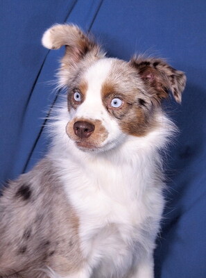 MARLON - liebenswert und freundlich, anhänglich, sehr bewegungsfreudig, intelligent, katzenverträglich, Mini Australian Shepherd - Rüde
