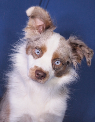 MARLON - liebenswert und freundlich, anhänglich, sehr bewegungsfreudig, intelligent, katzenverträglich, Mini Australian Shepherd - Rüde