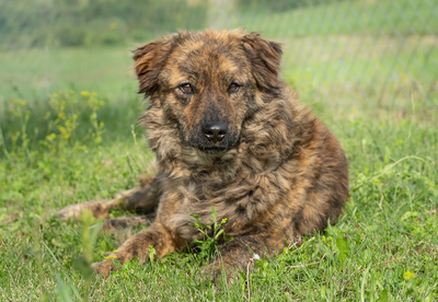 MARLON - menschenbezogen, verschmust, anhänglich, gutmütig, verspielt, Mischling (Video-Link vorhanden) - Rüde