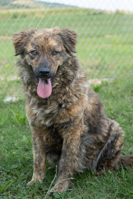 MARLON - menschenbezogen, verschmust, anhänglich, gutmütig, verspielt, Mischling (Video auf HP) - Rüde