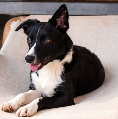 MARLY, Border Collie-Mischling - Hündin