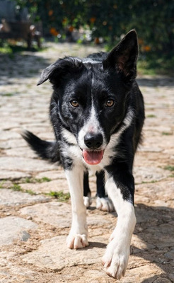 MARLY, Border Collie-Mischling - Hündin