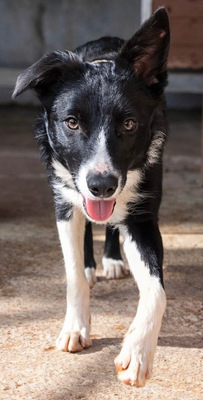 MARLY, Border Collie-Mischling - Hündin