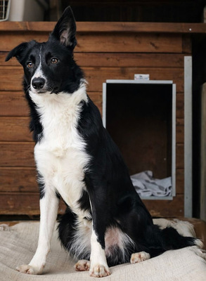 MARLY, Border Collie-Mischling - Hündin