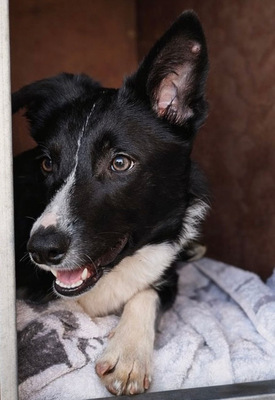 MARLY, Border Collie-Mischling - Hündin