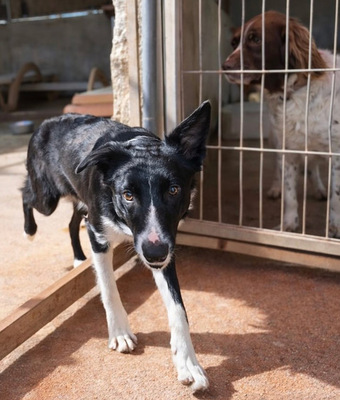 MARLY, Border Collie-Mischling - Hündin