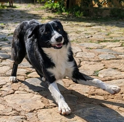 MARLY, Border Collie-Mischling - Hündin