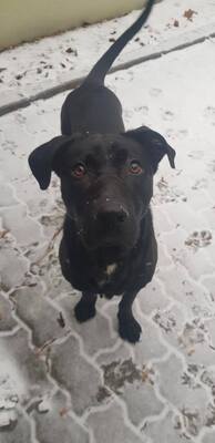 MARONO Labimix, Labradormix - Rüde