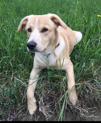 MARS Simba, Mischling - Rüde