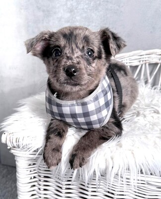 MARSHALL super lieber Dackel-Chihuahua-Mischling