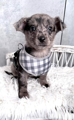 MARSHALL super lieber Dackel-Chihuahua-Mischling, Dackel-Chihuahua-Mischling Welpen - Rüde