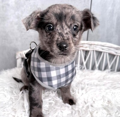 MARSHALL super lieber Dackel-Chihuahua-Mischling, Dackel-Chihuahua-Mischling Welpen - Rüde