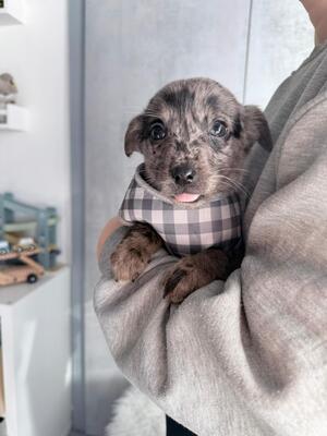 MARSHALL super lieber Dackel-Chihuahua-Mischling, Dackel-Chihuahua-Mischling Welpen - Rüde