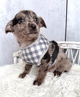 MARSHALL super lieber Dackel-Chihuahua-Mischling, Dackel-Chihuahua-Mischling Welpen - Rüde