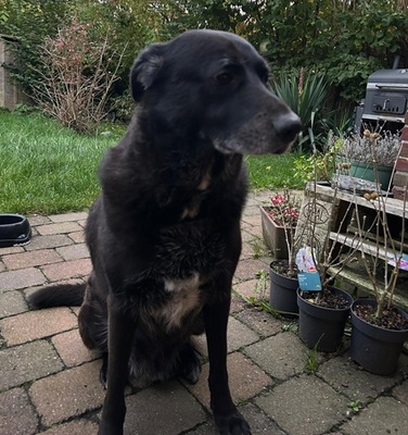 MARTI, Mischling - Rüde