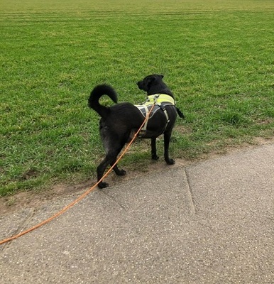 MARTI, Mischling - Rüde