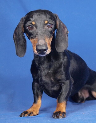 MARTIN - R E S E R V I E R T !!!!! freundlich, sanft, anhänglich, lebhaft, neugierig, intelligent, anfangs sehr ängstlich bei fremden Menschen, Zwergdackel - Rüde