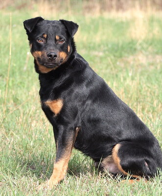 MARTIN - sehr freundlich, offenes Wesen, fröhlich, anhänglich, lebhaft, gelehrig, anfangs etwas ängstlich