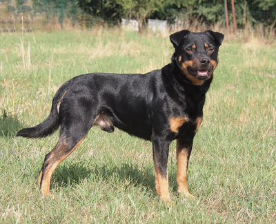 MARTIN - sehr freundlich, offenes Wesen, fröhlich, anhänglich, lebhaft, gelehrig, anfangs etwas ängstlich, Mischling - Rüde