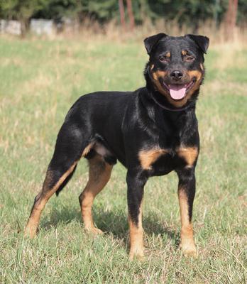 MARTIN - sehr freundlich, offenes Wesen, fröhlich, anhänglich, lebhaft, gelehrig, anfangs etwas ängstlich, Mischling - Rüde