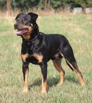 MARTIN - sehr freundlich, offenes Wesen, fröhlich, anhänglich, lebhaft, gelehrig, anfangs etwas ängstlich, Mischling - Rüde