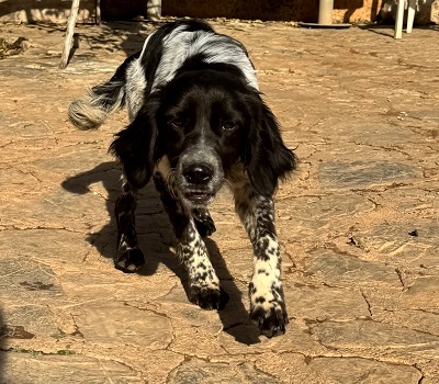 MARTINI, Epagneul Breton - Rüde