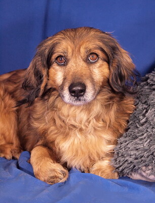 MARTY - sehr menschenbezogen und überaus freundlich, anhänglich, verschmust, klug, Langhaardackel-Mischling (Video auf HP) - Betreuungsplatz Wien - Rüde