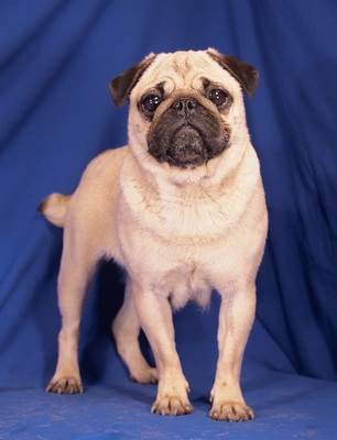 MARY - R E S E R V I E R T !!!!! sehr freundlich, anhänglich, verschmust, katzenverträglich, Mops - Hündin