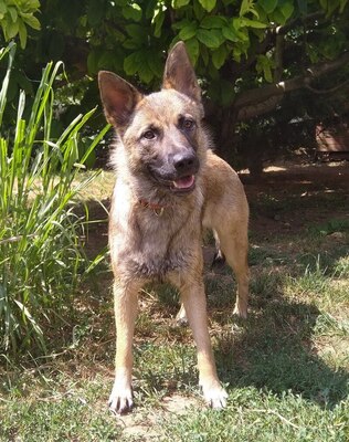MARY - sehr freundlich und aufgeweckt, neugierig, anhänglich, Mischling (Video auf HP) - Hündin