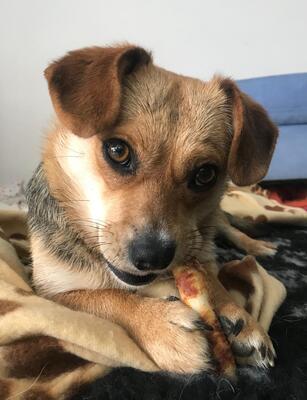 MASHA in Niederösterreich, Mischling - Hündin