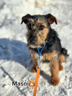 MASNI - aktiv, agil, freundlich, mutig, sucht