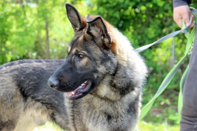 MASSIMO - wunderschöner Jungspund, Schäfer - Rüde