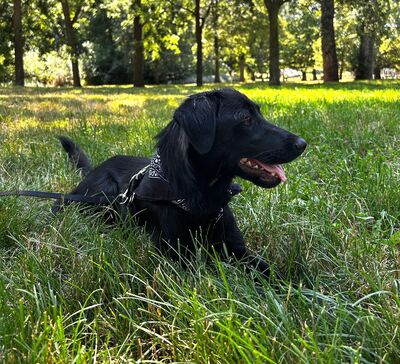 MATHEO, Mischling - Rüde