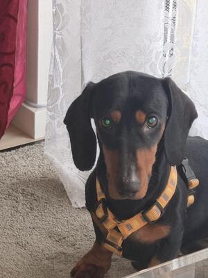 MATHY, Dackelmix - Rüde