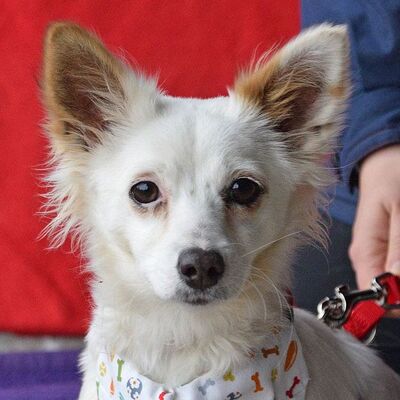 MATILDA - Linares, Kleiner Mischling - kastriert - Hündin