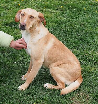 MATILDA - verspielt, freundlich, schüchtern, neugierig, liebenswert, bewegungsfreudig, Mischling (Video auf HP) - Hündin