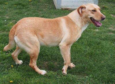 MATILDA - verspielt, freundlich, schüchtern, neugierig, liebenswert, bewegungsfreudig, Mischling (Video auf HP) - Hündin