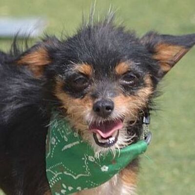 MATS - Linares, Yorkshire/Chihuahua-Mischling - kastriert - Rüde