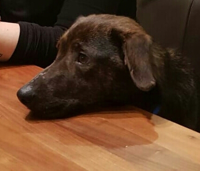 MATS in Oberösterreich, Dackelmix - Rüde