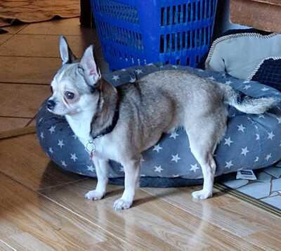 MAUSY, Chihuahuamix - Hündin