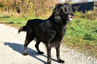 MAX C67, Mischling - Rüde
