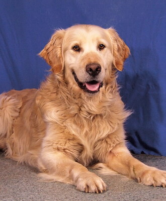 MAX - NOTFALL - SPENDENAUFRUF! liebenswürdig, sehr freundlich, aufmerksam, anhänglich, bewegt sich gerne, Golden Retriever - Rüde