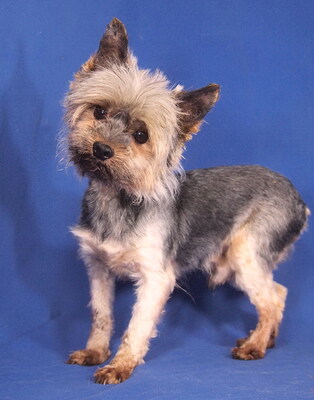 MAXI - R E S E R V I E R T !!!!! sehr lieb und anhänglich, sensibel, verschmust, lebhaft, gelehrig, Yorkshire Terrier - Rüde