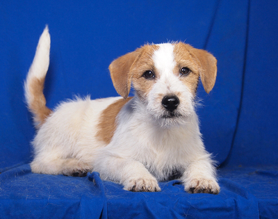 MAXI - R E S E R V I E R T !!!!! sehr lieb und verschmust, fröhlich, lebhaft, verspielt, aufgeweckt, Parson Russell Terrier Mischling Welpen - Rüde