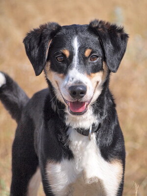 MAXI - menschenorientiert und sehr freundlich, neugierig, fröhlich, lebhaft, gelehrig, Mischling - Rüde